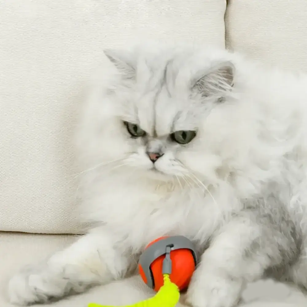 🐾✨Lassen Sie die Katzen jagen und der Spaß hört nie auf(SPEEDY TAIL 2.0)
